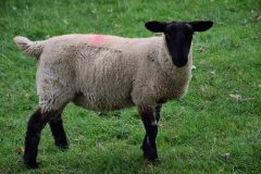 Black faced sheep