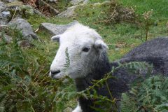 Herdwick Sheep